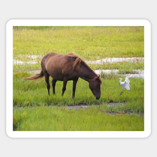 Assateague Pony and Cattle Egret in the Marsh Sticker by Swartwout